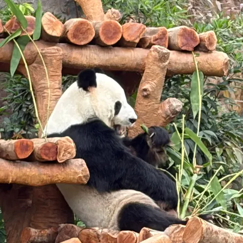 Giant Panda